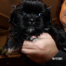 Shih Tzu Puppies from Diamond Mountain Shih Tzus