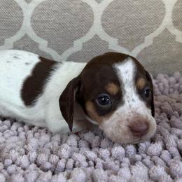 CKC Girl 2 - Piebald female Dachshund puppy in Joshua Tree, California from Desert Dreams Ranch