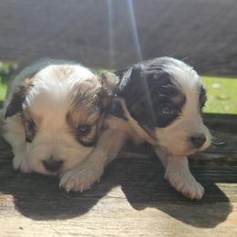 Milly - Sable female Aussiedoodle puppy in Doerun, Georgia from Twig & Tail Puppies