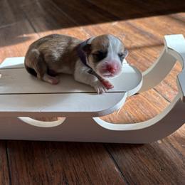 Purple Collar - Red female Pembroke Welsh Corgi puppy in Abingdon, Virginia from Em-K Kennels