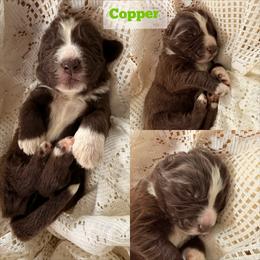 Copper - White and brown male Newfoundland puppy in Goodhue, Minnesota from Claypits Newfoundlands
