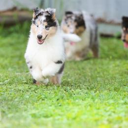 Collie Puppies from Fianna Collies