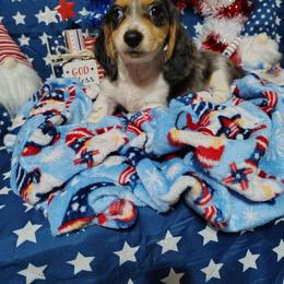 Noah - Dapple male Dachshund puppy in Hudson, Michigan from Mittentail Kennel Miniature Dachshunds & Australian Shepherds
