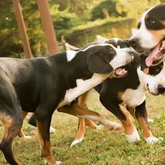 German Shorthaired Pointer and Greater Swiss Mountain Dog All Grown Up from Suma Kennels