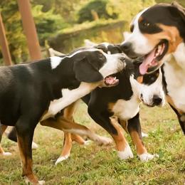 German Shorthaired Pointer and Greater Swiss Mountain Dog All Grown Up from Suma Kennels