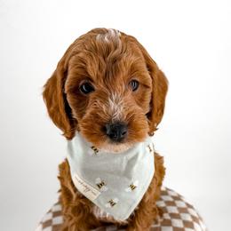 Dribble - Red  male Goldendoodle puppy in Jamestown, Kentucky from Milk & Honey Doodles