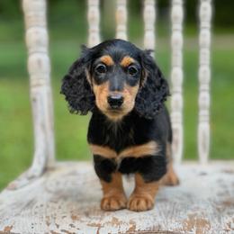 Martha - Black and tan female Dachshund puppy in Mascot, Tennessee from Magnolia Pearl Dachshunds