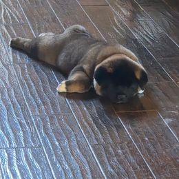Akita Puppies from Folklore Akitas