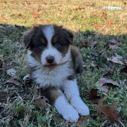 Hera - Red tri-color female Australian Shepherd puppy in Jacksonville, Florida from Solace Australian Shepherds