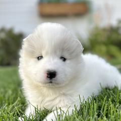 Samoyeds from Wheeler's Samoyeds