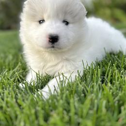 Samoyeds from Wheeler's Samoyeds