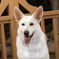 Flair - White Shepherd