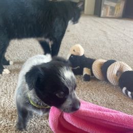 Australian Cattle Dog Puppies from Cactus Heelers Arizona