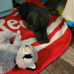 Double Doodle Puppies from Christina's Double Doodles