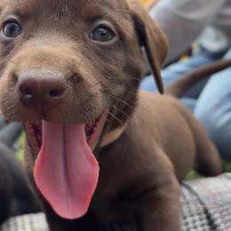 Lucy, light pink collar - Chocolate female Labrador Retriever puppy in Longmont, Colorado from Cornwell Labradors
