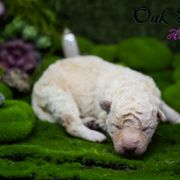 Mudi and Silken Windhound Puppies from Oak & Soul (Oak Creek) Silken Windhounds and Mudi