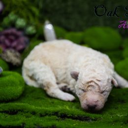 Mudi and Silken Windhound Puppies from Oak & Soul (Oak Creek) Silken Windhounds and Mudi