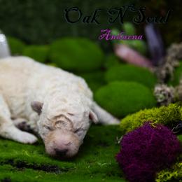 Mudi and Silken Windhound Puppies from Oak & Soul (Oak Creek) Silken Windhounds and Mudi