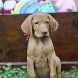 Mr Potato Head - Golden rust male Vizsla puppy in Bloomington, Indiana from Envizion