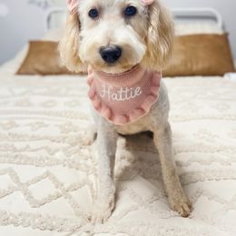 Hattie Rae - Goldendoodle