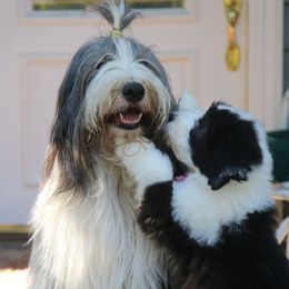 Bearded Collie Puppies from Bodacious Beardies