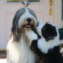 Bearded Collie Puppies from Bodacious Beardies