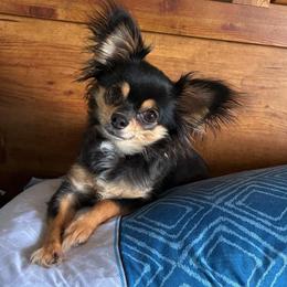 Echo - Chihuahua