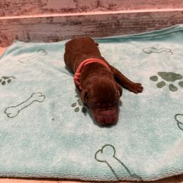 Serena - Chocolate female Labrador Retriever puppy in Carriere, Mississippi from Cajun Water Retrievers