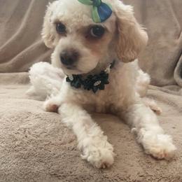 Cuqui - Cavapoo