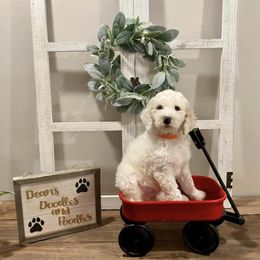 Goldendoodles from Dean’s Doodles & Poodles