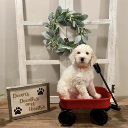 Goldendoodles from Dean’s Doodles & Poodles