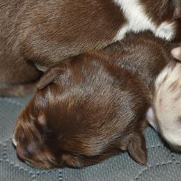 Red tri female - Red tri-color female Australian Shepherd puppy in Bloomfield, New York from Wayward Trails Kennel