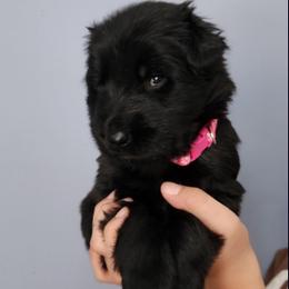 German Shepherd Puppies from Von WestLynn German Shepherds