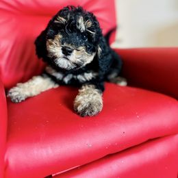 Lupin - male Golden Mountain Doodle puppy in Twin Falls, Idaho from Burrow & Bone