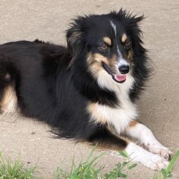 Pepper - Miniature Australian Shepherd