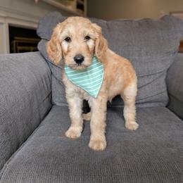 Black - Apricot male Goldendoodle puppy in Prattville, Alabama from Jericho Junction Doodles and Poodles
