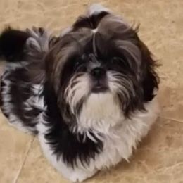 Gweniviere - Shih Tzu
