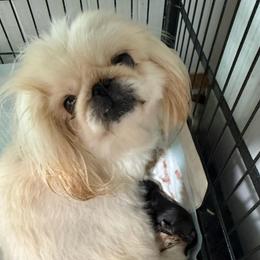 Melody - Cream female Pekingese puppy in Clinton, Tennessee from Gracelands Pekingese