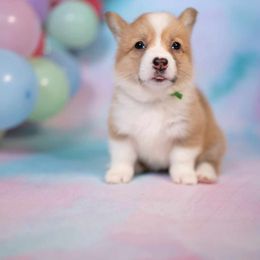 American Corgi and Pembroke Welsh Corgi Puppies from Constellation Corgi