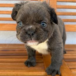 Pudge - Blue male French Bulldog puppy in San Leandro, California from City of Frenchies