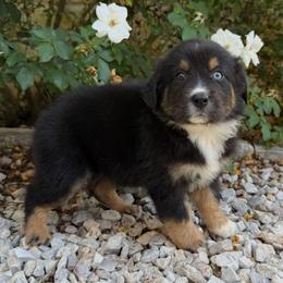 Vera - Black tri female Miniature Australian Shepherd puppy in Midway, Texas from L Bar W Aussie Ranch