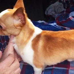 Chihuahuas from SUWYN