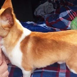 Chihuahuas from SUWYN