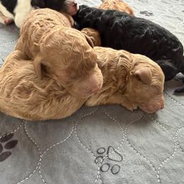 KitKat's Boy - Brown male Poodle puppy in New Britain, Connecticut from Poodles of New England