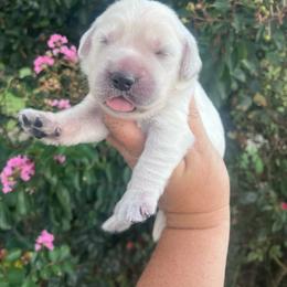Blue Collar - Light golden male Golden Retriever puppy in Jesup, Georgia from Painted Platinum Retrievers (Painted Platinum Kennel) PPK