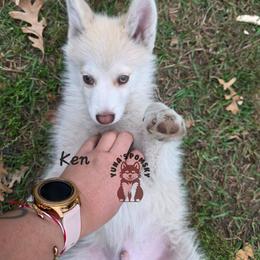 Ken - Chocolate male Pomsky puppy in Blaine, Minnesota from Yuna's Pomsky