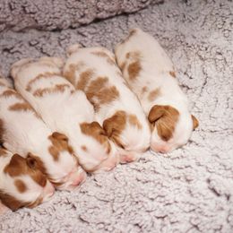 Cavalier King Charles Spaniel Puppies from Country View Cavaliers