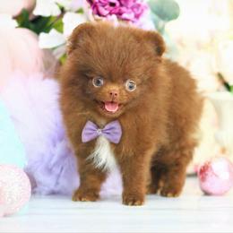 Finn- AKC Chocolate - Chocolate male Pomeranian puppy in Santa Rosa, California from Cute California Poms