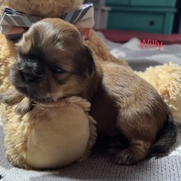 Willie - Red Shih Tzu puppy in Wilkesboro, North Carolina from Frannie and Annie Shih Tzu Babies