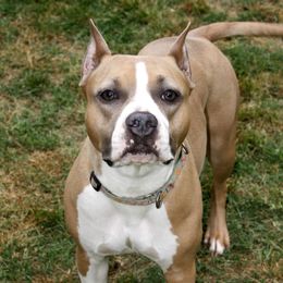 Stella - American Staffordshire Terrier